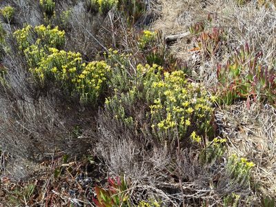 Ericameria ericoides, photographed by Ken-ichi Ueda