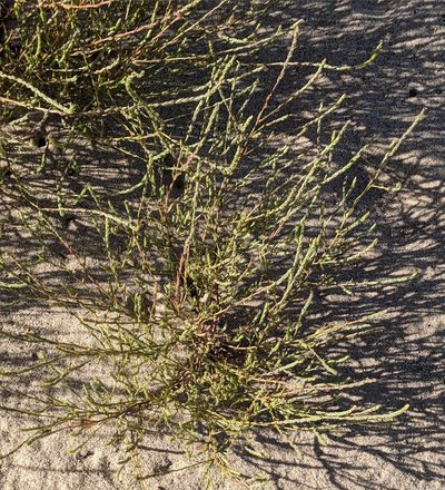 Corispermum villosum, photographed by Dominic Gentilcore