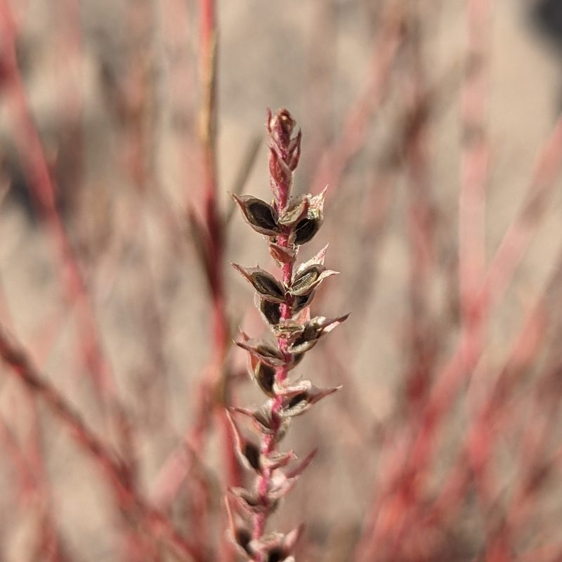 Corispermum villosum, photographed by Dominic Gentilcore