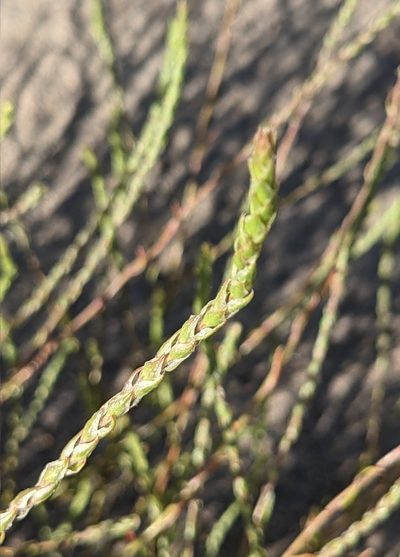 Corispermum villosum, photographed by Dominic Gentilcore