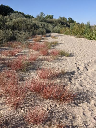 Corispermum villosum, photographed by Dominic Gentilcore