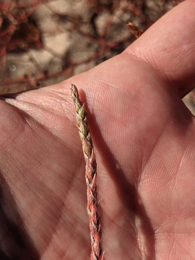 Corispermum villosum, photographed by Dominic Gentilcore