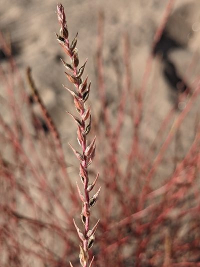 Corispermum villosum, photographed by Dominic Gentilcore