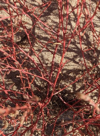 Corispermum villosum, photographed by Dominic Gentilcore