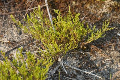 Hudsonia ericoides, photographed by carbenoid