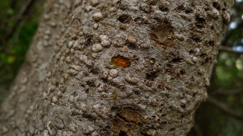 Coprosma wallii, photographed by Sarah Richardson