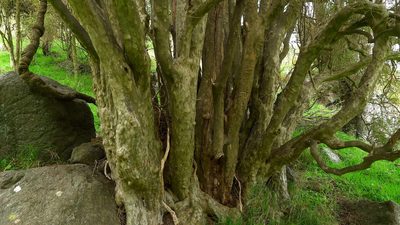 Coprosma virescens, photographed by Sarah Richardson