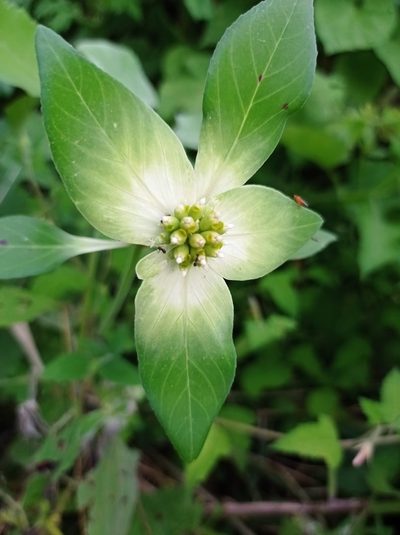 Euphorbia schiedeana, photographed by Rafael Cano