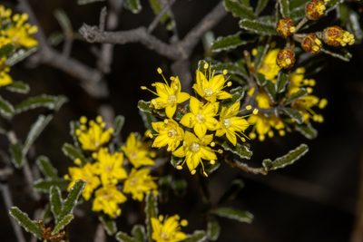 Phebalium bullatum, photographed by T. Hammer