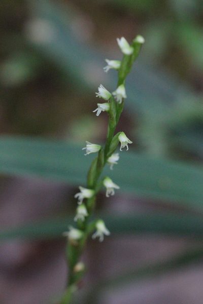 Peristylus lacertifer, photographed by Agnes Trekker