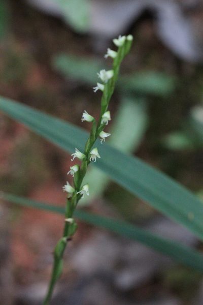Peristylus lacertifer, photographed by Agnes Trekker