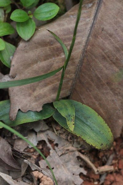 Peristylus lacertifer, photographed by Agnes Trekker
