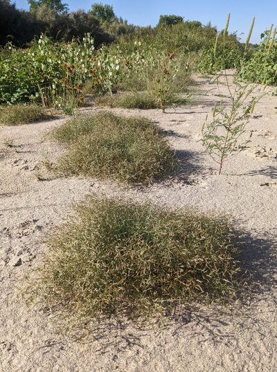 Eragrostis hypnoides, photographed by Dominic Gentilcore