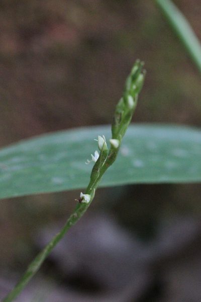 Peristylus lacertifer, photographed by Agnes Trekker