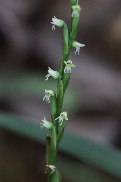 Peristylus lacertifer, photographed by Agnes Trekker