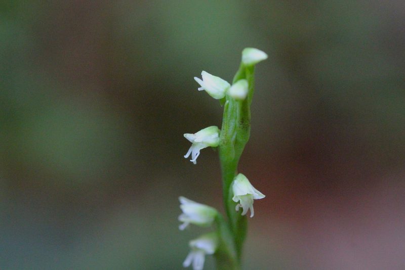 Peristylus lacertifer, photographed by Agnes Trekker