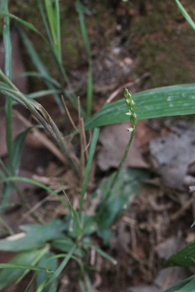 Peristylus lacertifer, photographed by Agnes Trekker