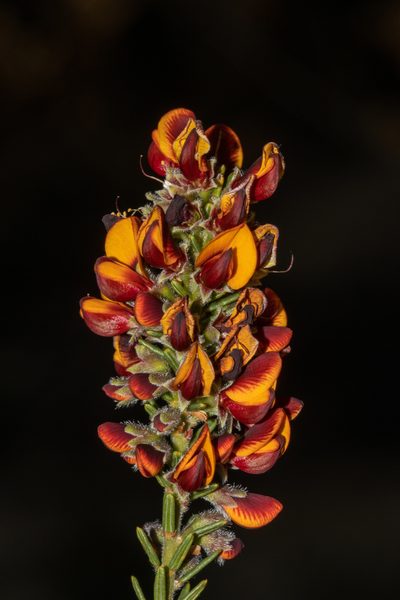 Aotus subspinescens, photographed by T. Hammer