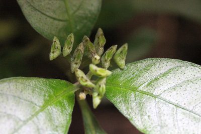 Ophiorrhiza pumila, photographed by Agnes Trekker