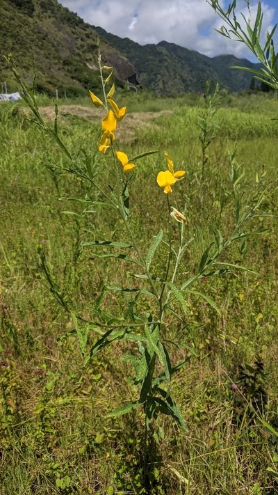 Crotalaria juncea, photographed by Cheng-Te Hsu