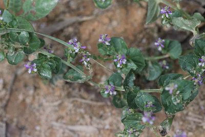 Salomonia cantoniensis, photographed by Agnes Trekker