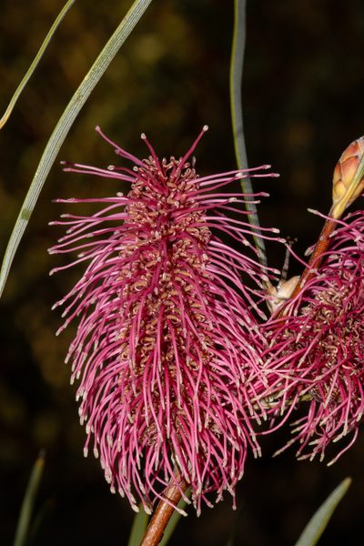 Hakea francisiana, photographed by T. Hammer
