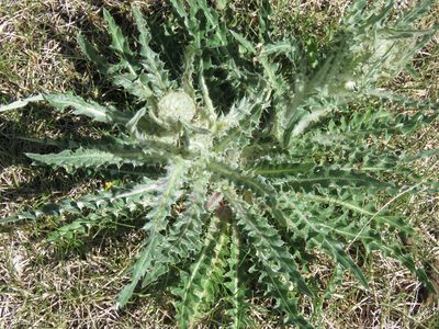 Cirsium hookerianum, photographed by Erin Springinotic