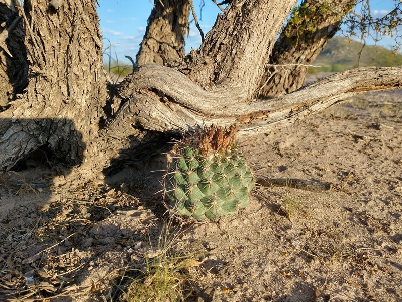 Coryphantha delaetiana, photographed by Alejandro Sigala Chávez