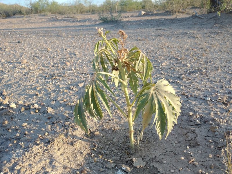 Jatropha macrorhiza, photographed by Alejandro Sigala Chávez