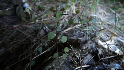 Chenopodium allanii, photographed by Sarah Richardson