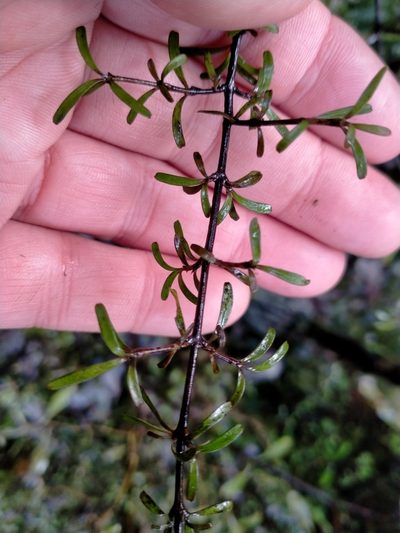 Coprosma cuneata, photographed by John Barkla
