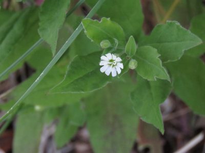 Silene menziesii, photographed by Erin Springinotic