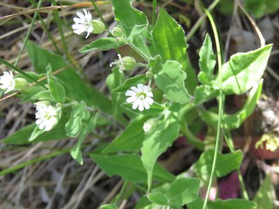 Silene menziesii, photographed by Erin Springinotic