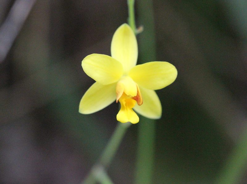 Spathoglottis pubescens, photographed by Agnes Trekker