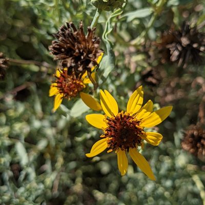 Helianthus ciliaris, photographed by Dominic Gentilcore