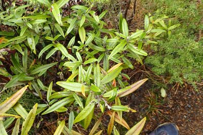 Corokia buddleioides, photographed by Oscar Dove