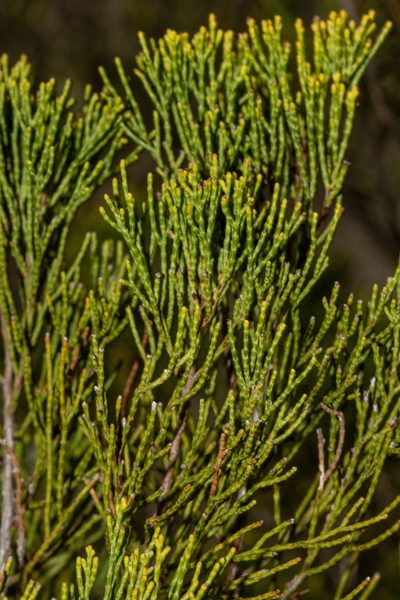 Callitris verrucosa, photographed by T. Hammer