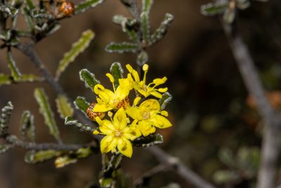 Phebalium bullatum, photographed by T. Hammer