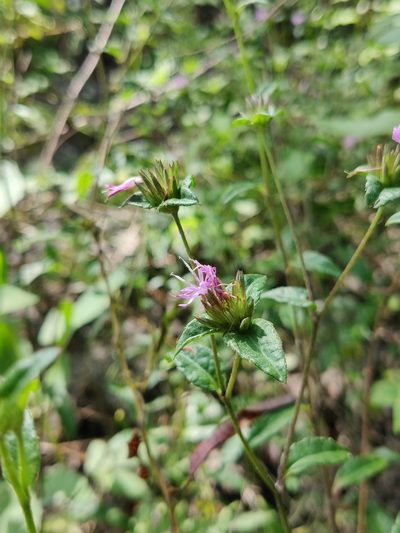 Elephantopus nudatus, photographed by Scott Allen Davis