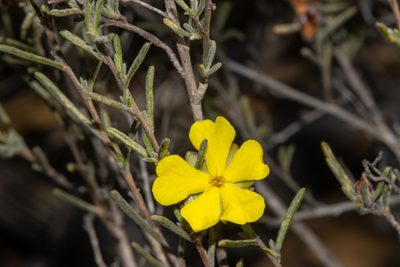 Hibbertia virgata, photographed by T. Hammer