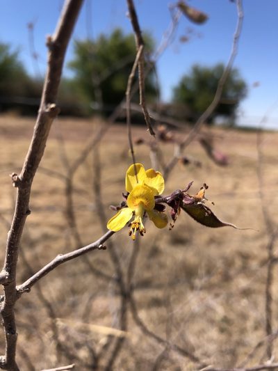 Erythrostemon palmeri, photographed by Enrique Martínez Núñez