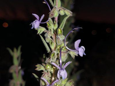 Trichostema lanceolatum, photographed by Daniel S.