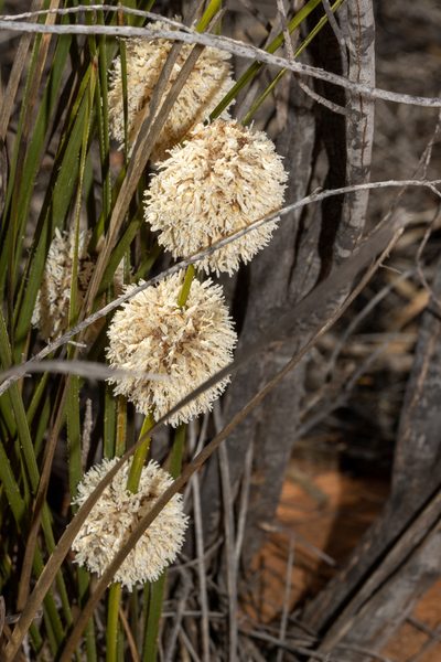 Lomandra leucocephala, photographed by T. Hammer
