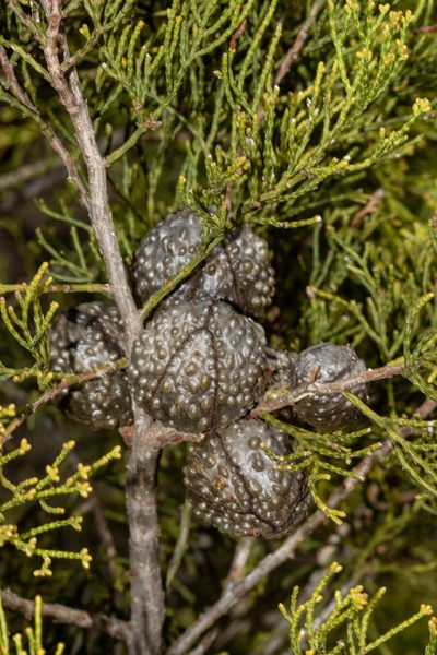 Callitris verrucosa, photographed by T. Hammer