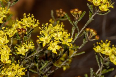 Phebalium bullatum, photographed by T. Hammer