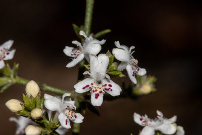 Westringia rigida, photographed by T. Hammer