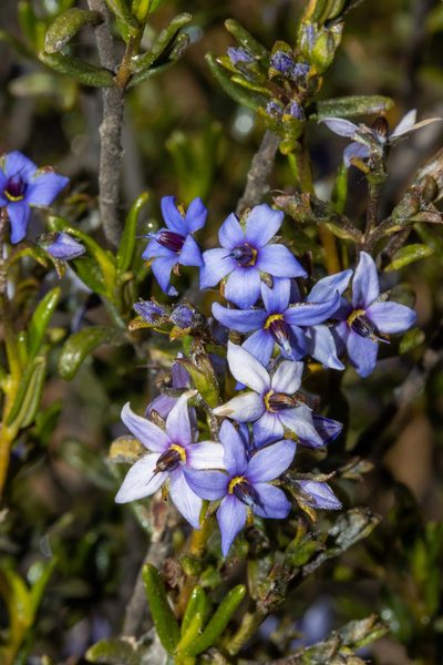 Halgania andromedifolia, photographed by T. Hammer