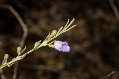 Eremophila scoparia, photographed by T. Hammer