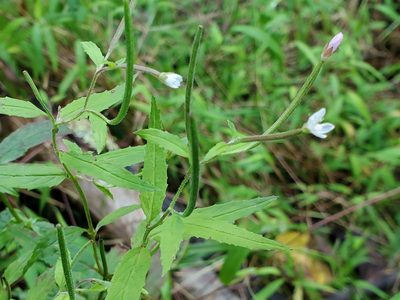 Epilobium coloratum, photographed by Tom Field