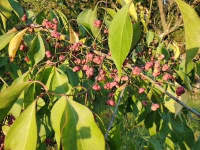 Euonymus atropurpureus, photographed by Tom Field